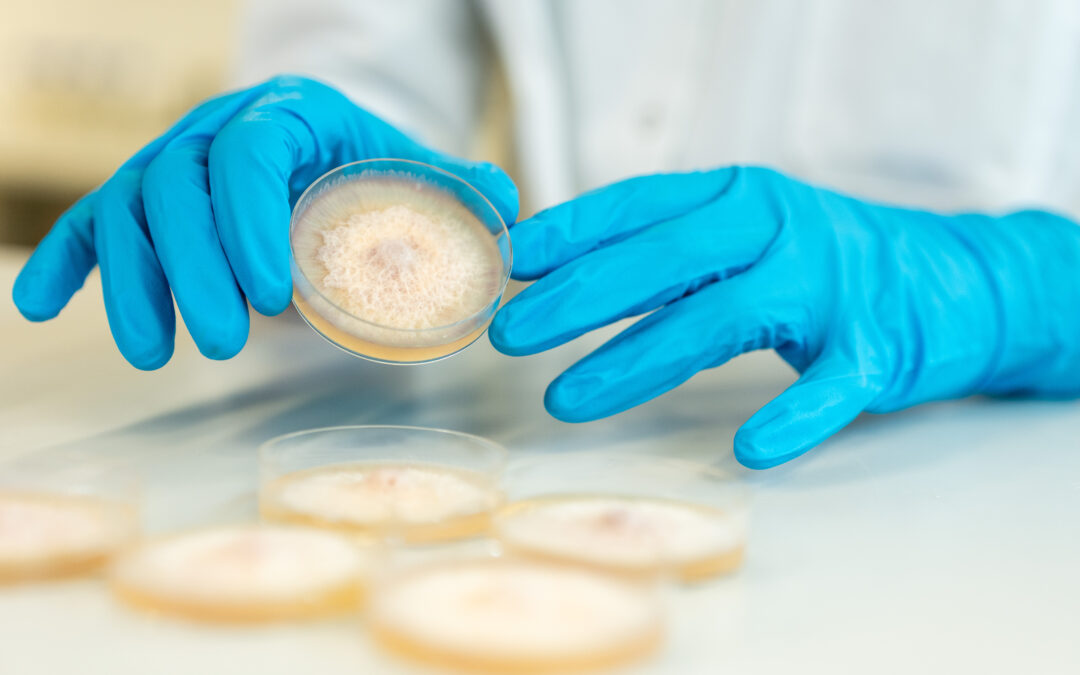 Kwizda Agro bringt für britisches Bio-Tech-Unternehmen Pilze zur Marktreife