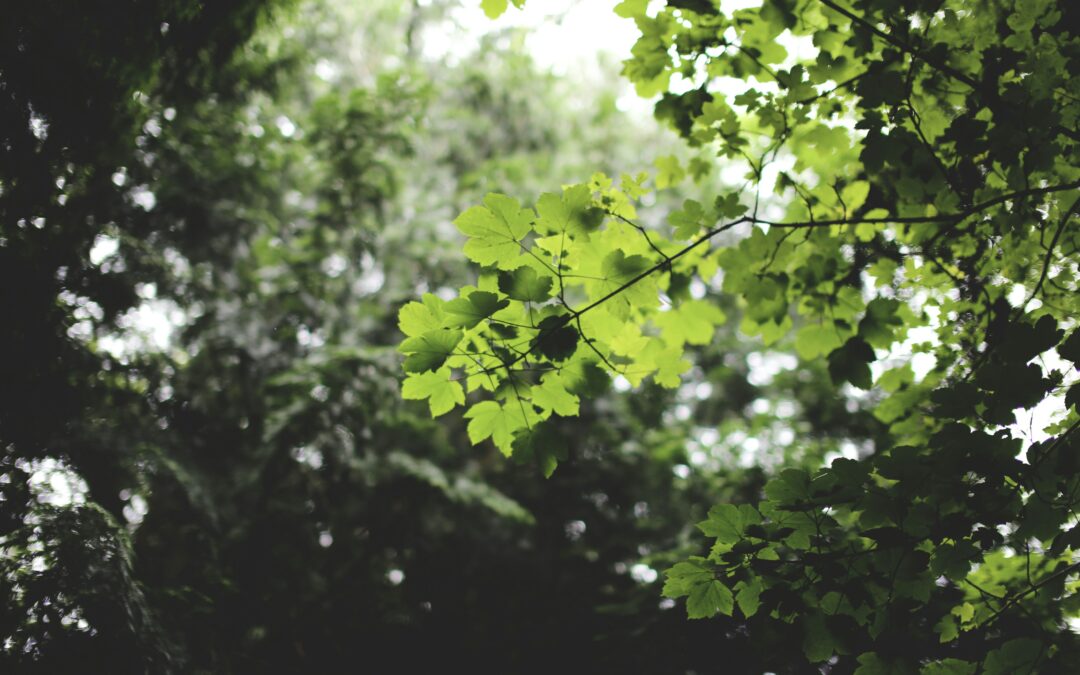 Green Finance Alliance investiert Milliarden in grüne Projekte