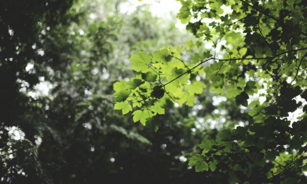 Green Finance Alliance investiert Milliarden in grüne Projekte