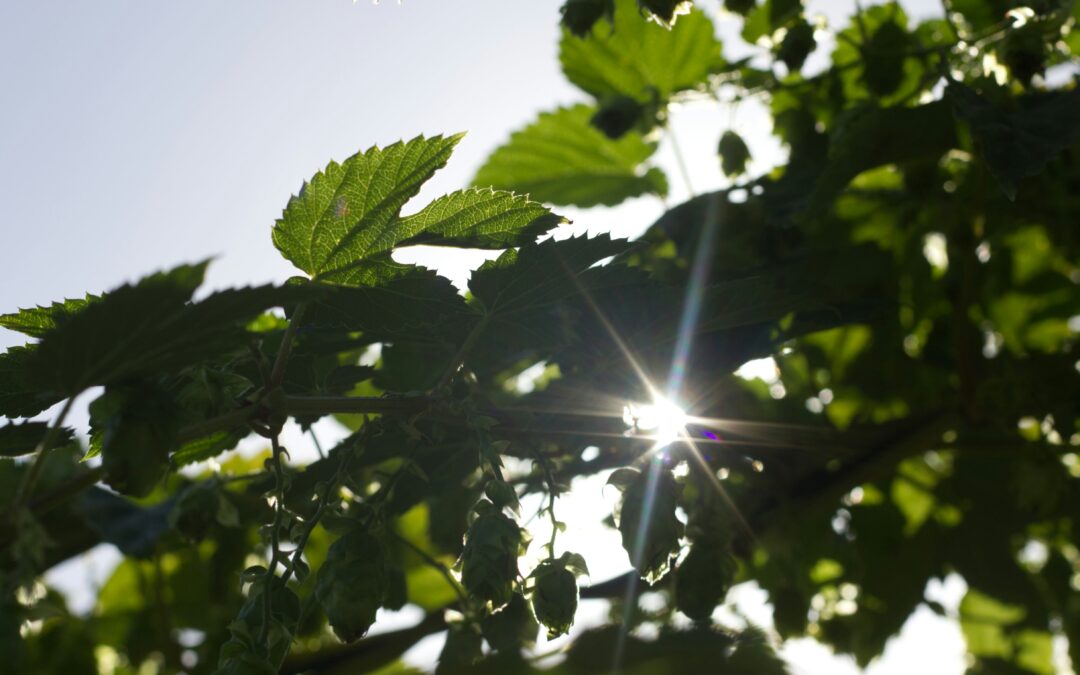 WU-Studie: Nachhaltigkeit braucht neue Lehrkonzepte