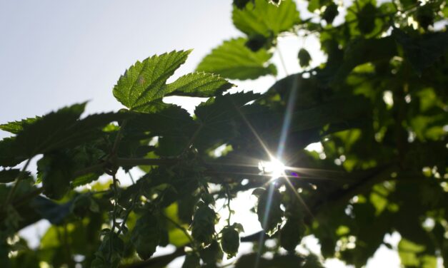 WU-Studie: Nachhaltigkeit braucht neue Lehrkonzepte