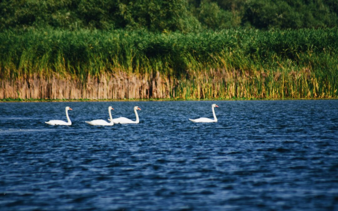 Rekordzahl an Arten in der Donau nachgewiesen