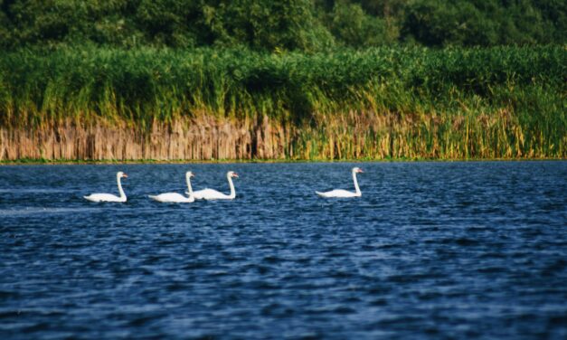 Rekordzahl an Arten in der Donau nachgewiesen