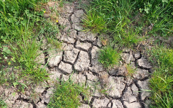 BOKU: Forschung zeigt Wege gegen Dürre in der Landwirtschaft