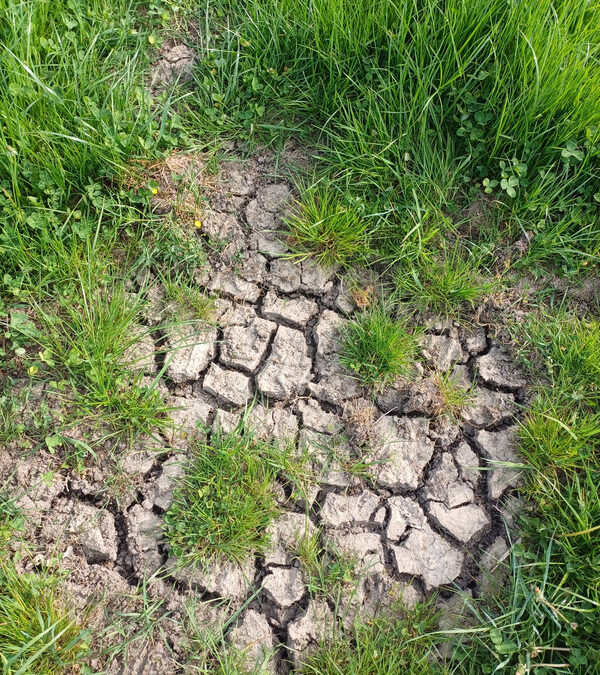 BOKU: Forschung zeigt Wege gegen Dürre in der Landwirtschaft