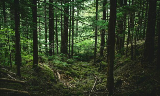 Österreich beteiligt sich an europäischer Waldforschung