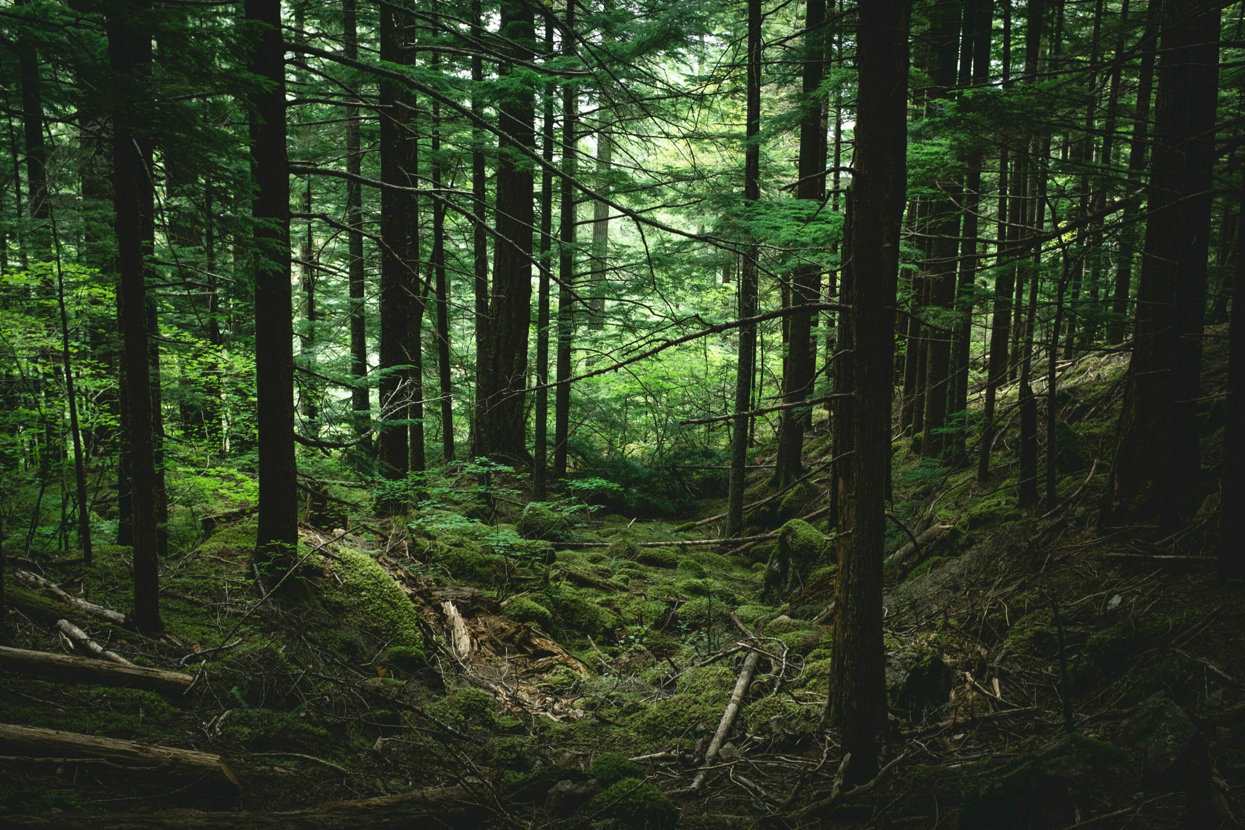 ayako-GZpKVHIEjy4-unsplash