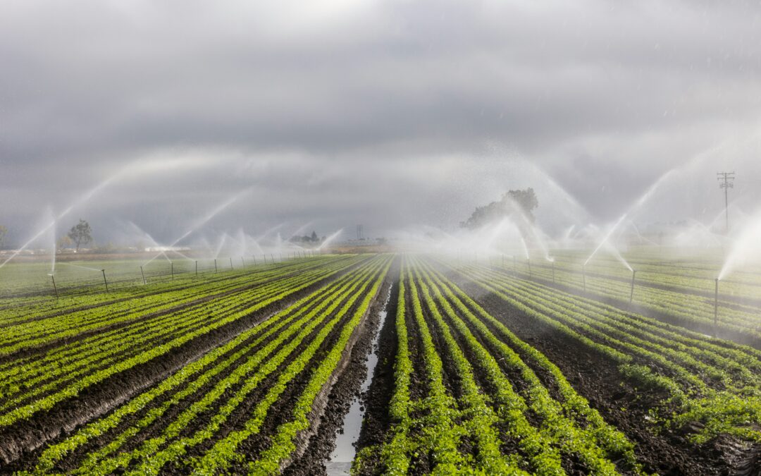 Wasserknappheit fordert Landwirtschaft und Ernährungssystem