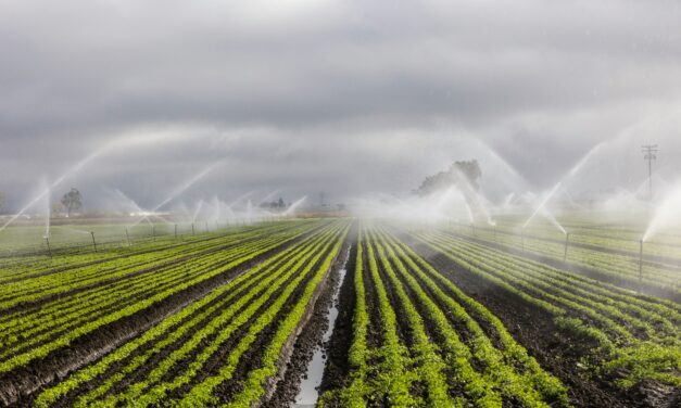 Wasserknappheit fordert Landwirtschaft und Ernährungssystem
